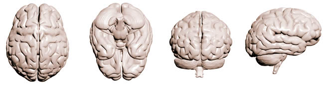 Gehirn